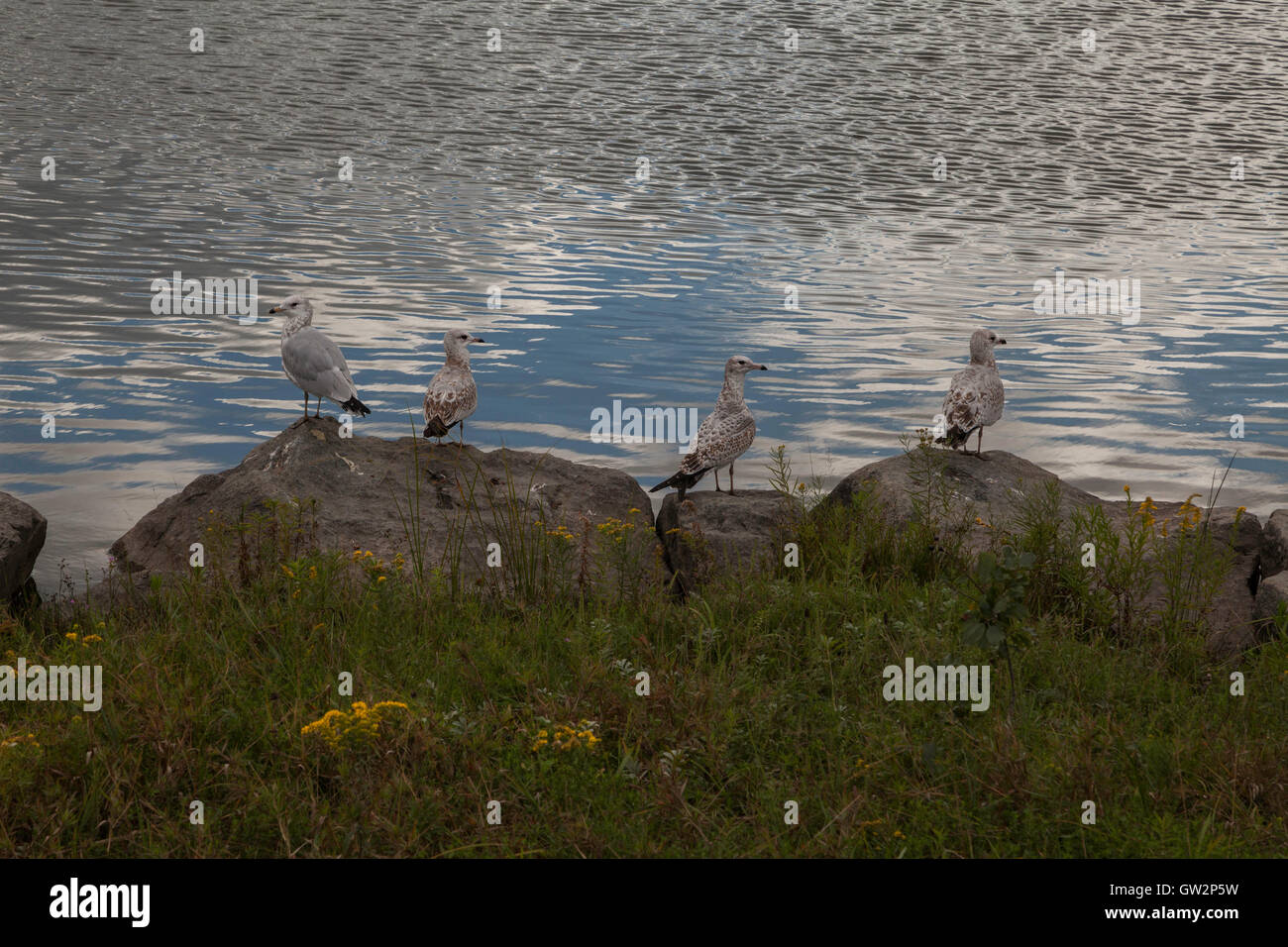 Möwen am Ufer eines Sees in Quebec, Kanada Stockfoto