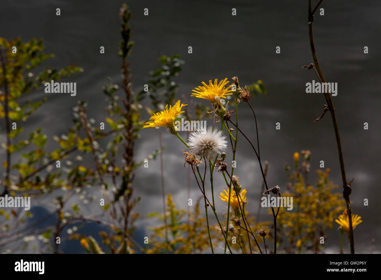 Blühenden Unkräutern neben einem See. Stockfoto