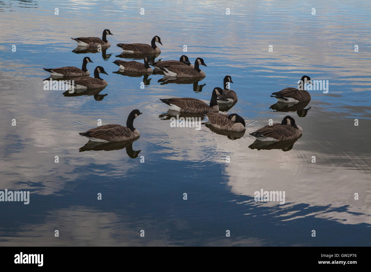 Kanadagänse an einem See in Quebec, Kanada. Stockfoto