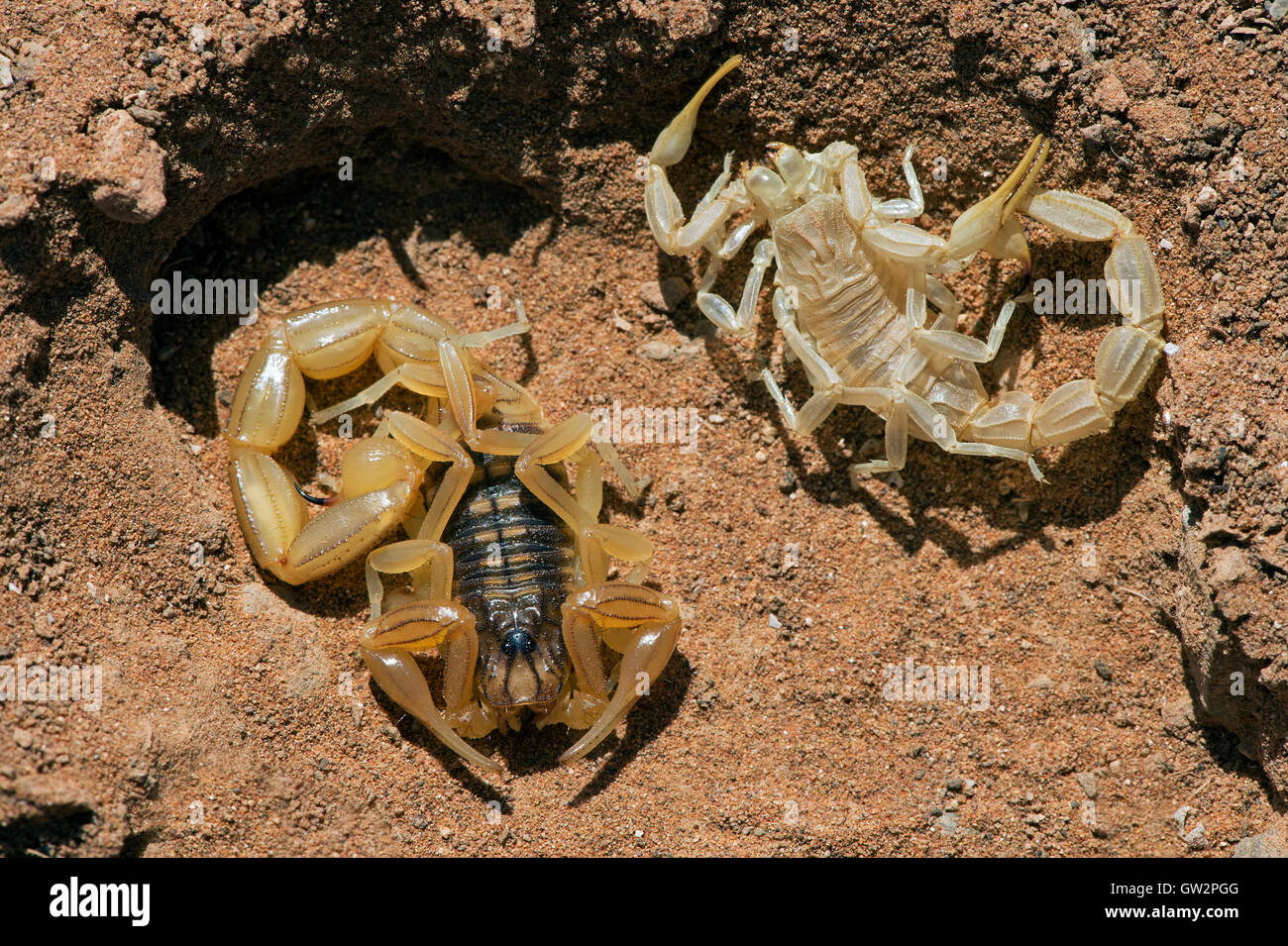 Gemeinsamen gelbe Scorpion (Buthus Occitanus) Stockfoto