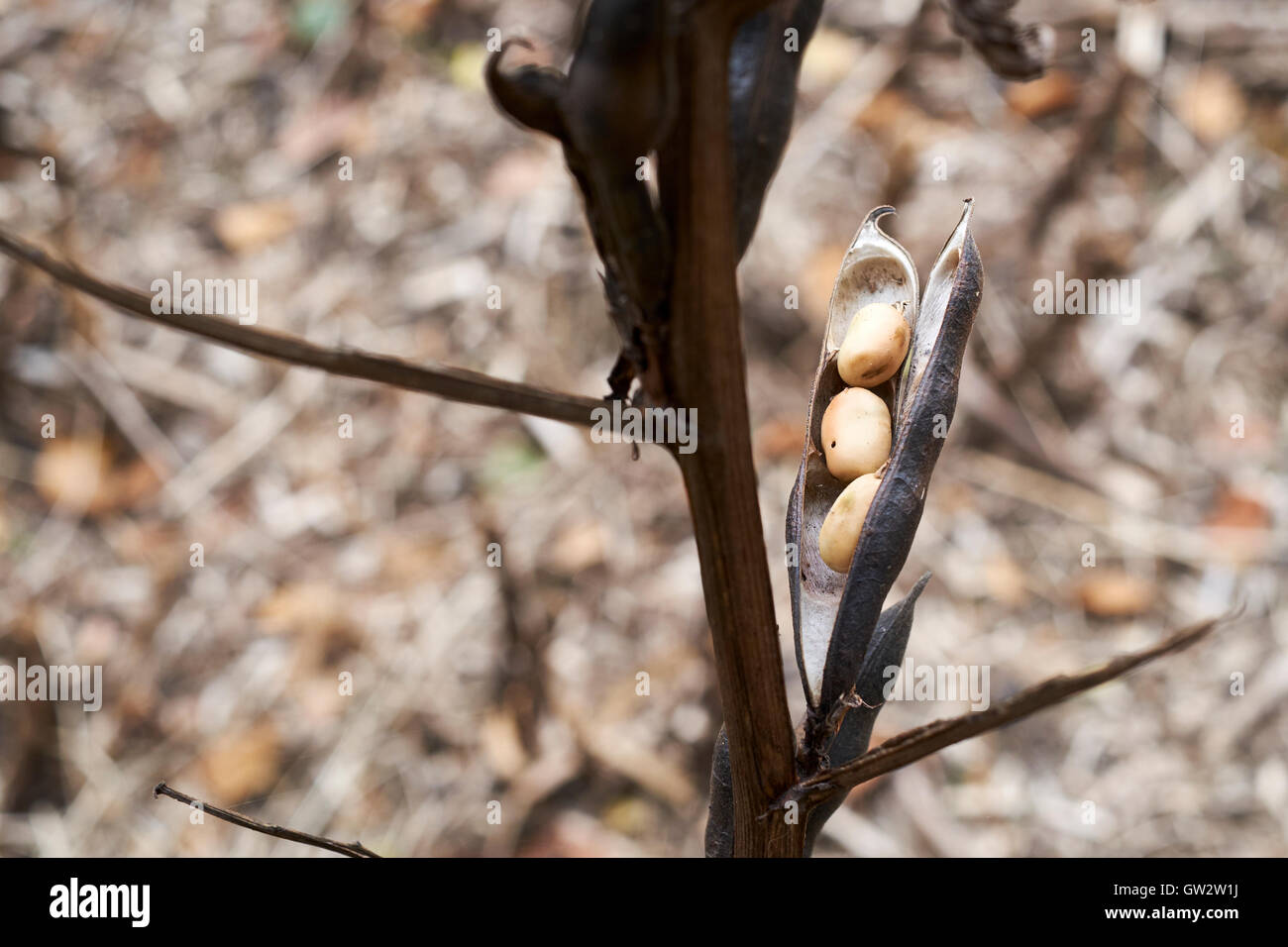 Spreu und Bean Abfälle folgenden Sommer Bohnen Ernte, UK. Stockfoto