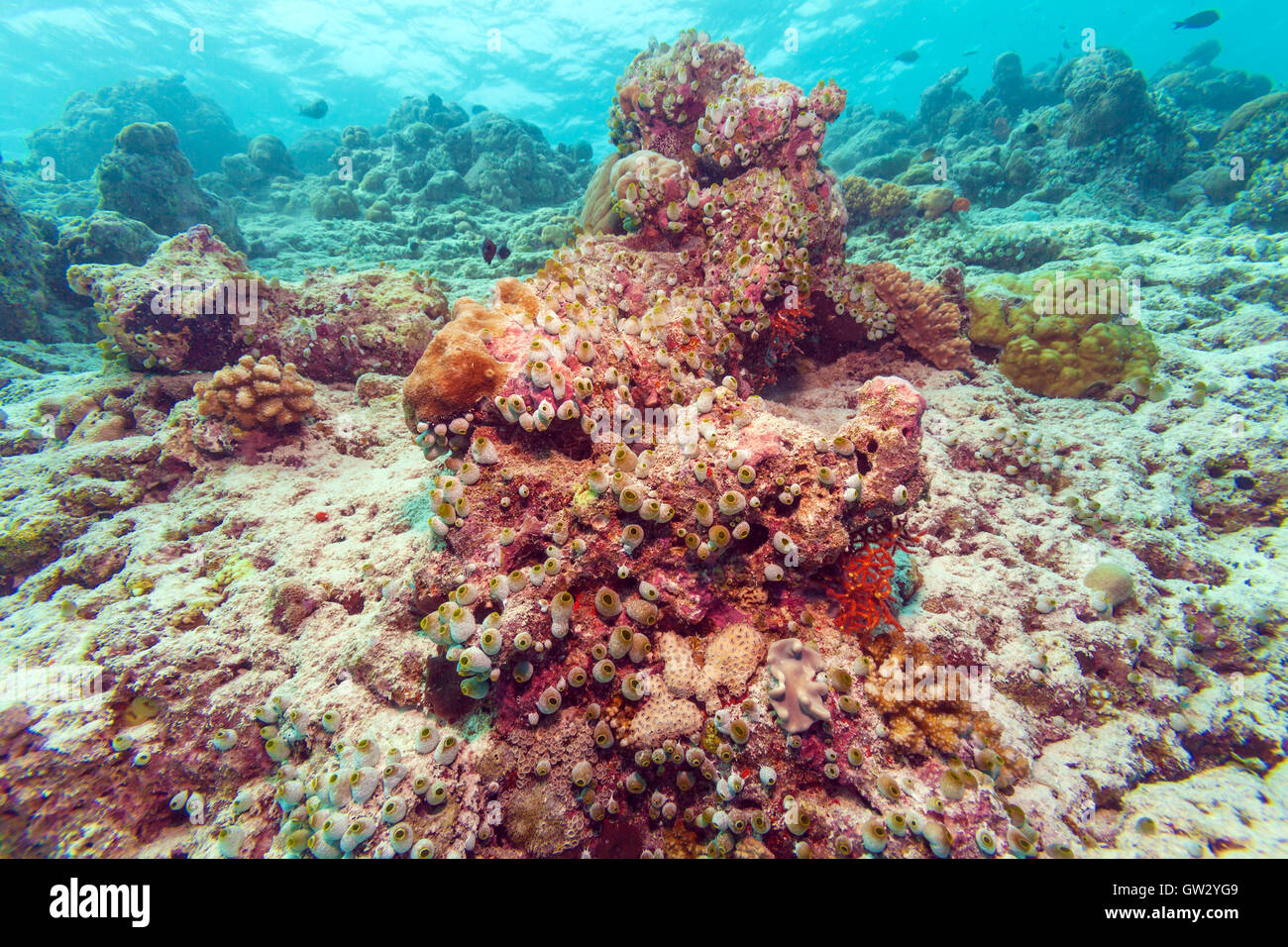 Hart- und Weichkorallen auf der Unterseite des Indischen Ozean, Malediven Stockfoto