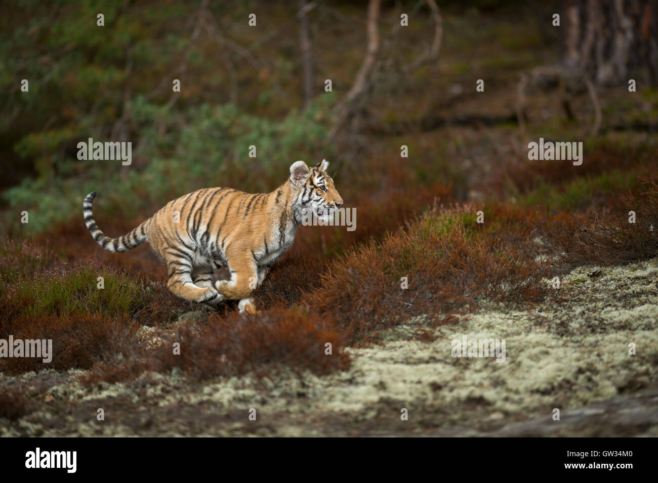 Tiger bengal tiger panthera tigris tigris Fotos und Bildmaterial in