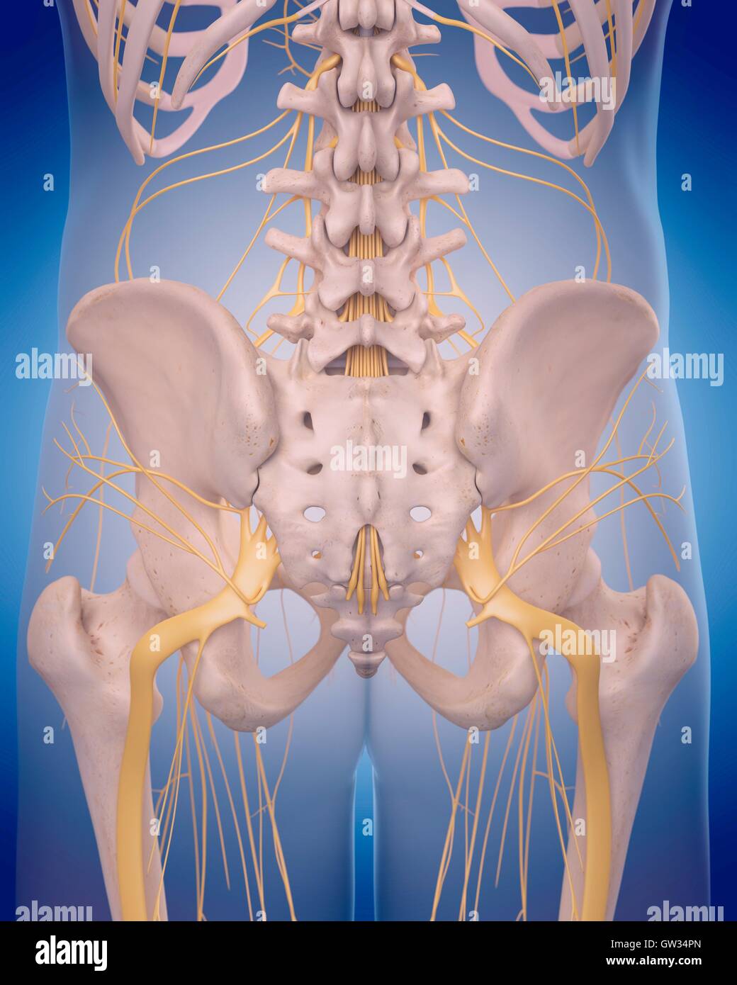 Menschlichen Ischias Nerven, Abbildung. Stockfoto