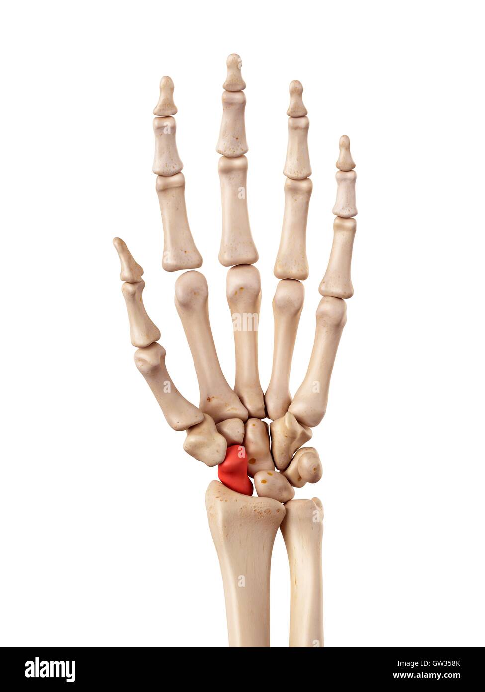 Menschliche Hand Knochen, Abbildung Stockfoto, Bild: 118698627 - Alamy