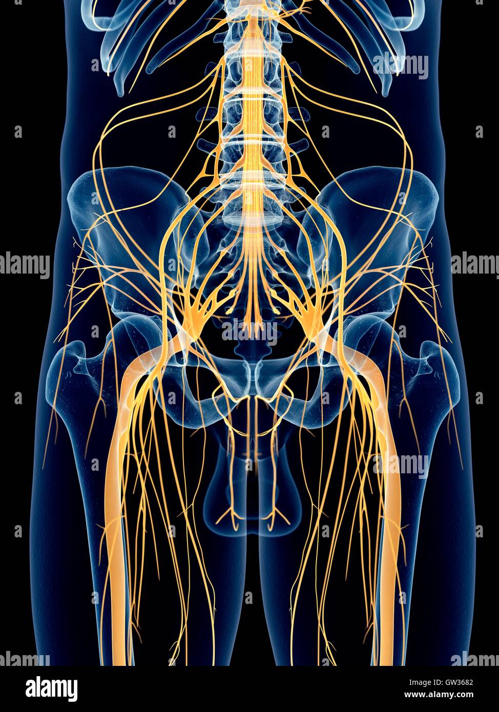 Der Ischiasnerv, Abbildung. Stockfoto