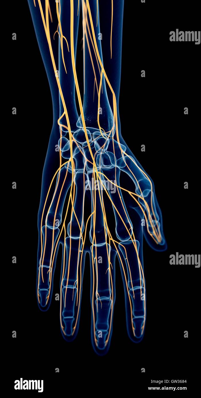 Menschliche Hand Nerven, Abbildung. Stockfoto