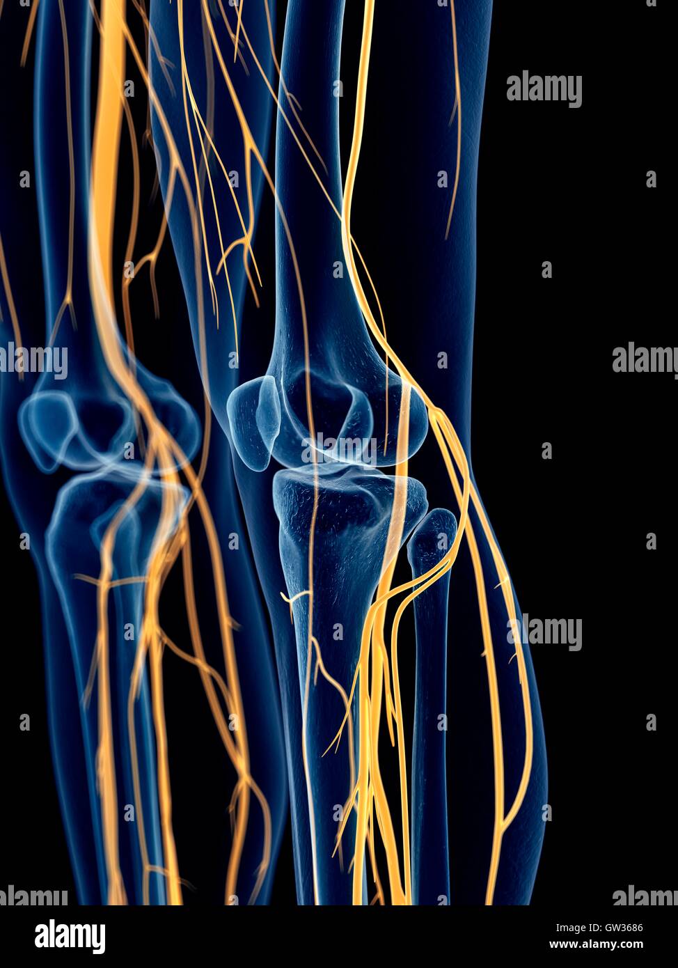 Menschlichen Knie Nerven, Abbildung. Stockfoto