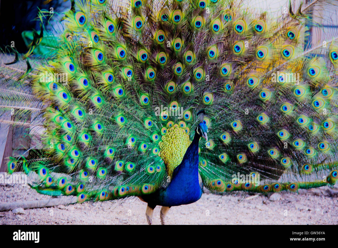 Pfau Vogel Stockfoto