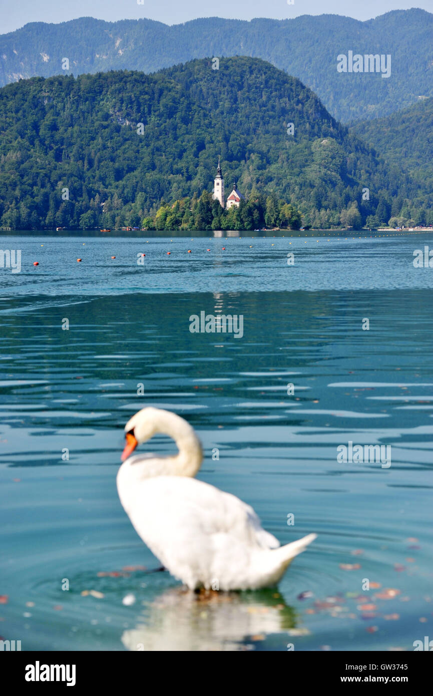 Schwan am Bleder See, Slowenien Stockfoto
