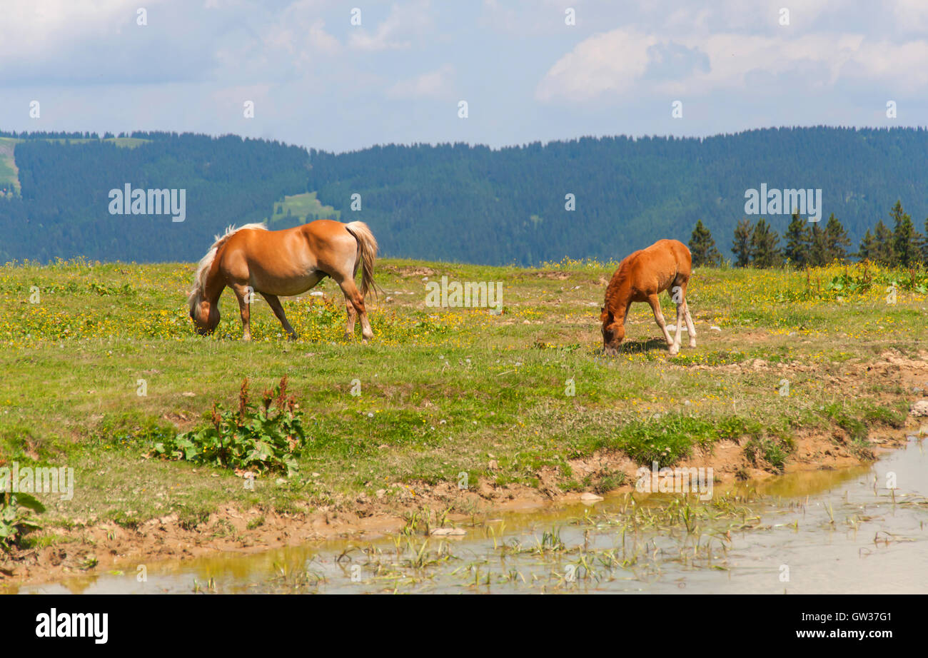 Wildtiere slowenien Fotos und Bildmaterial in hoher Auflösung Alamy