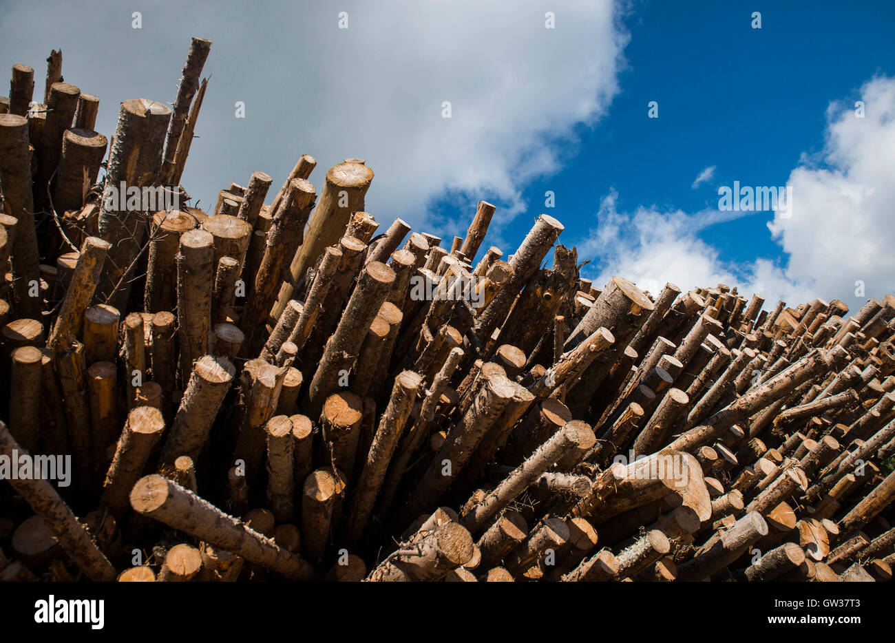 Baumstämmen Stockfoto