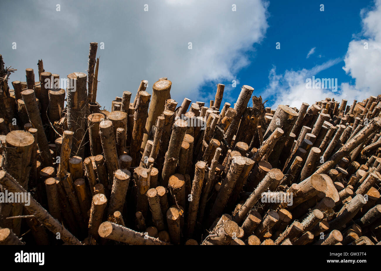 Baumstämmen Stockfoto