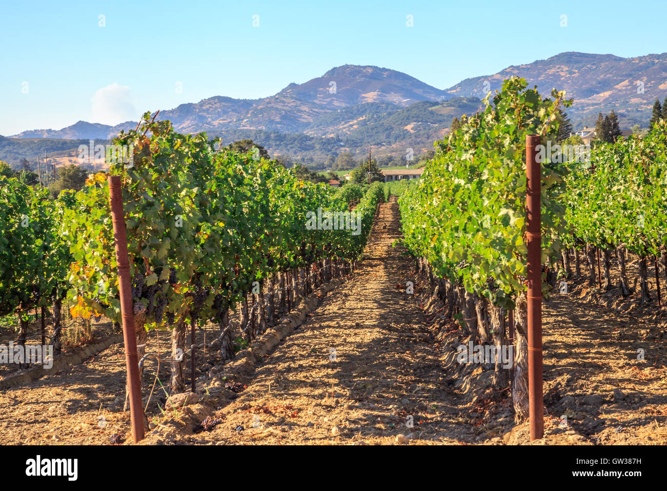 Weingut im Napa Valley Stockfoto