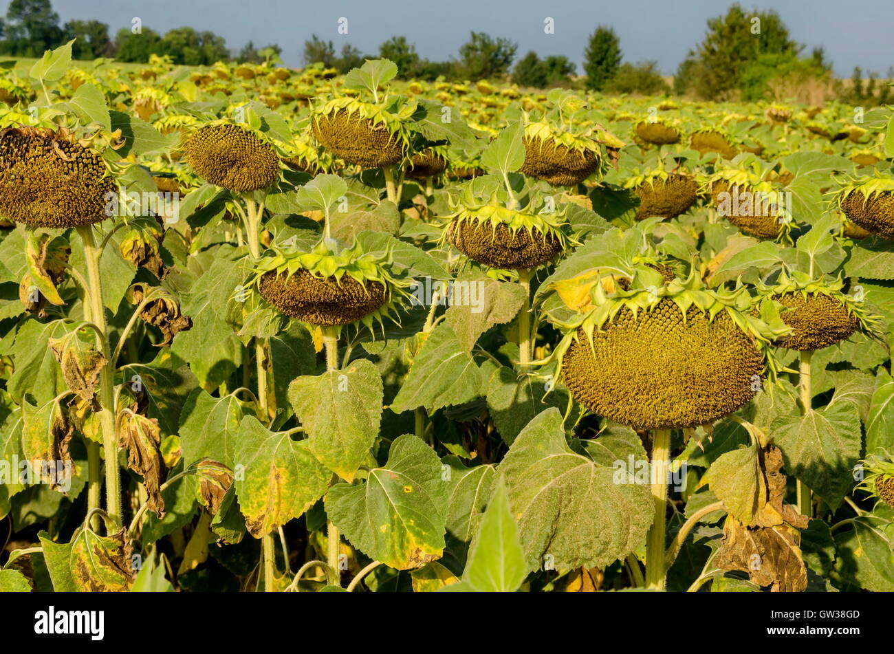 Leiter der Sonnenblume oder Helianthus Annuus mit Samen wachsen im Sonnenblumenfeld, Zavet, Bulgarien Stockfoto