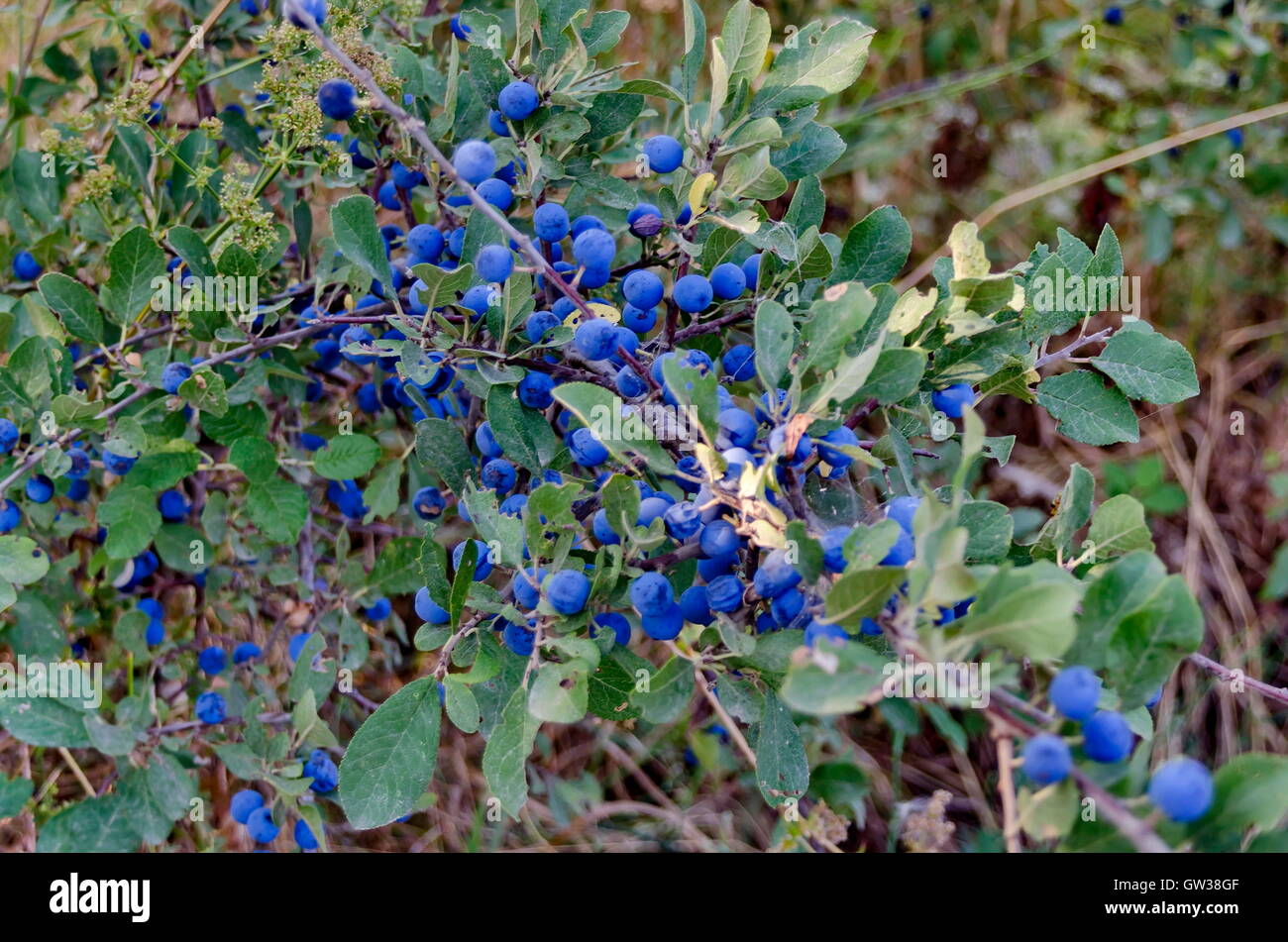 Dunkel blau reif Schlehe Frucht auf Zweigen der Schlehe oder Prunus Spinosa, Zavet, Bulgarien Stockfoto