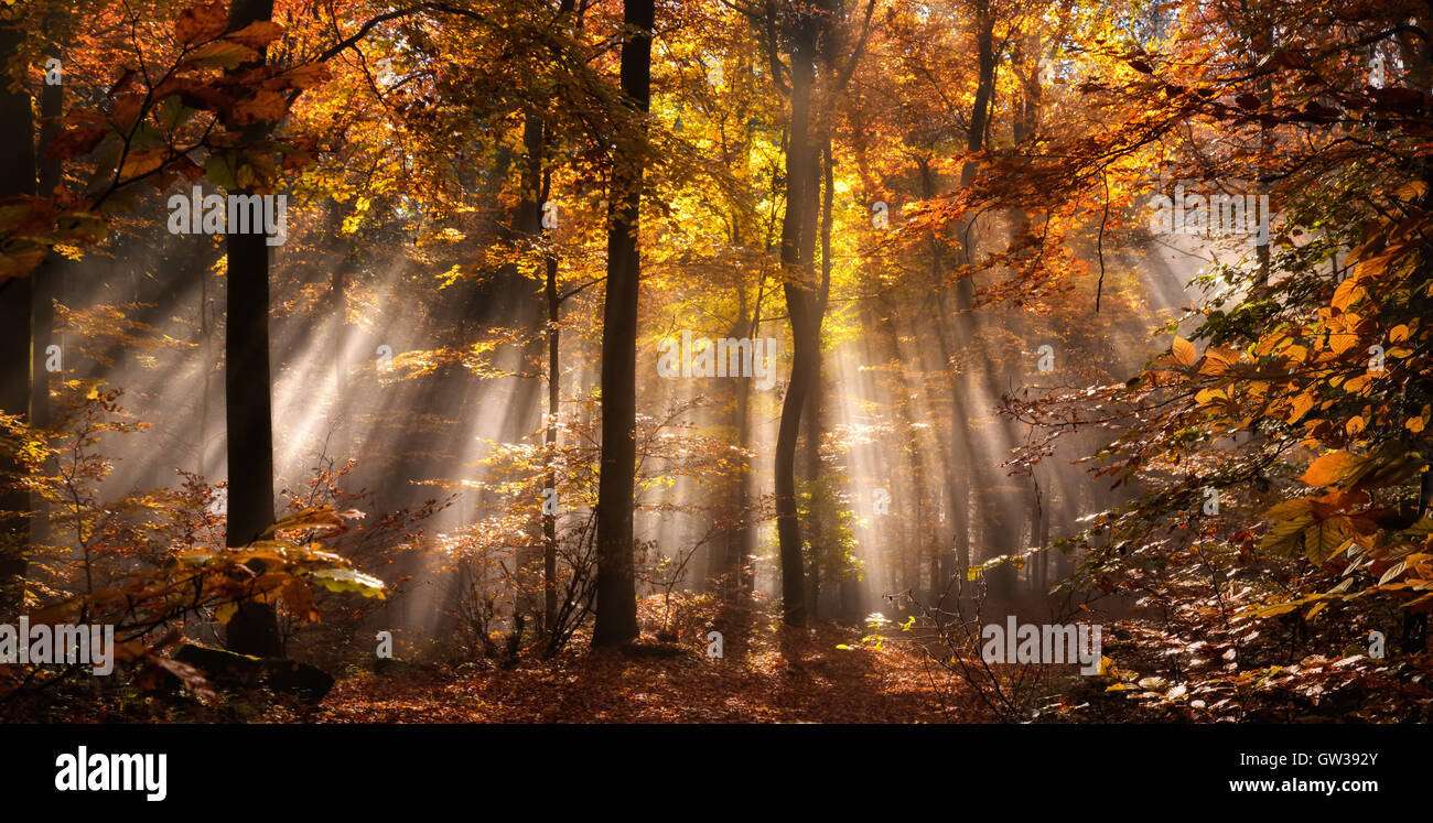 Sonnenstrahlen in einem nebligen Wald im Herbst schaffen eine magische Stimmung in rotbraunen Farben Stockfoto