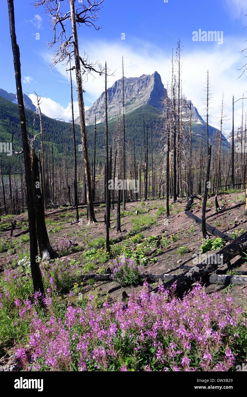 Weidenröschen wächst in einem Waldgebiet verkohlt durch Feuer Stockfoto