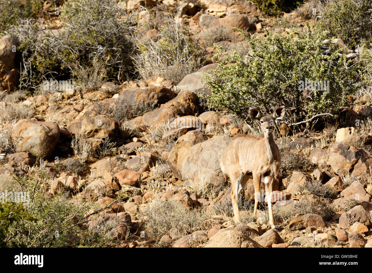 Weibliche Kudu suchen - Karoo-Nationalpark, gegründet 1979, ist ein Naturschutzgebiet im Bereich große Karoo der westlichen GAP Stockfoto