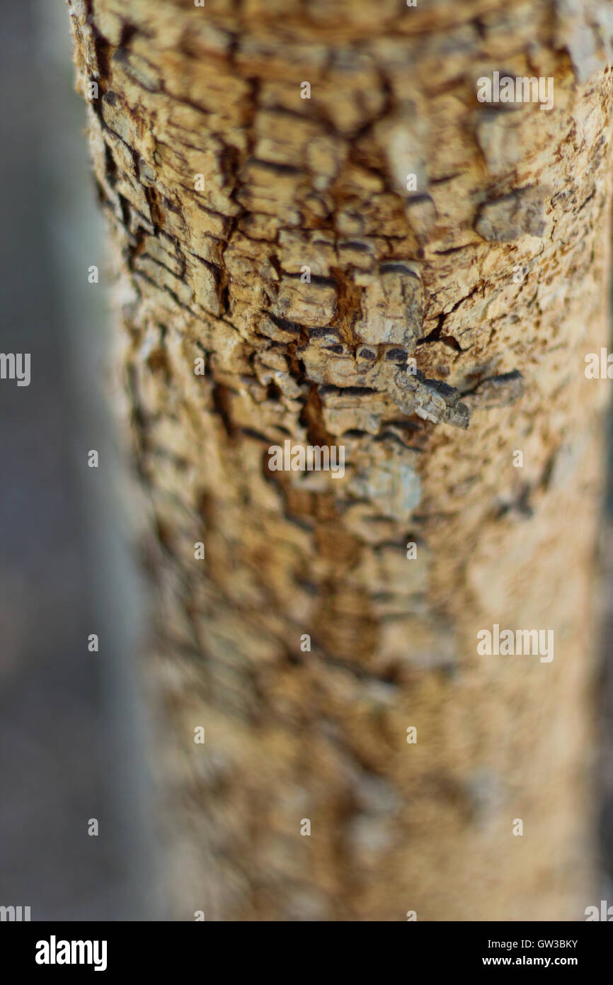 Baumstamm hautnah Stockfoto