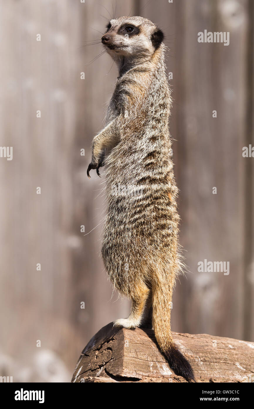 Erdmännchen auf Uhr Stockfoto