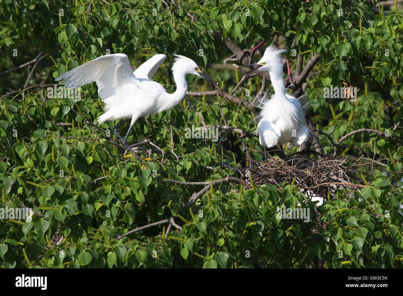 Schneegreiher (Egretta thula), der Nistmaterial bringt, um sich auf dem Nest in der Saatkrähenkolonie zu paaren Stockfoto