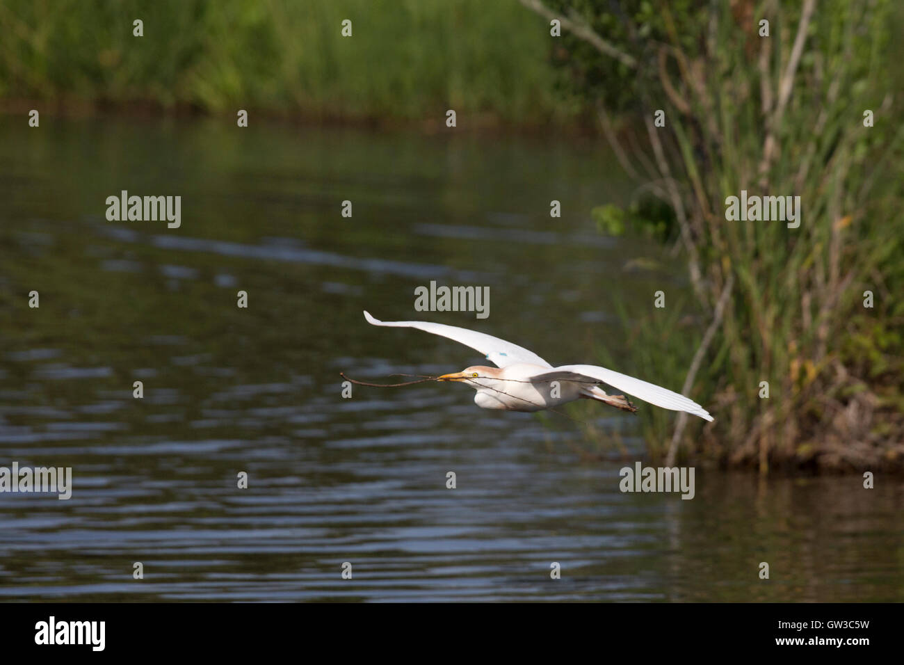 Kuhreiher (Bubulcus Ibis) fliegen mit Verschachtelung Material. Stockfoto