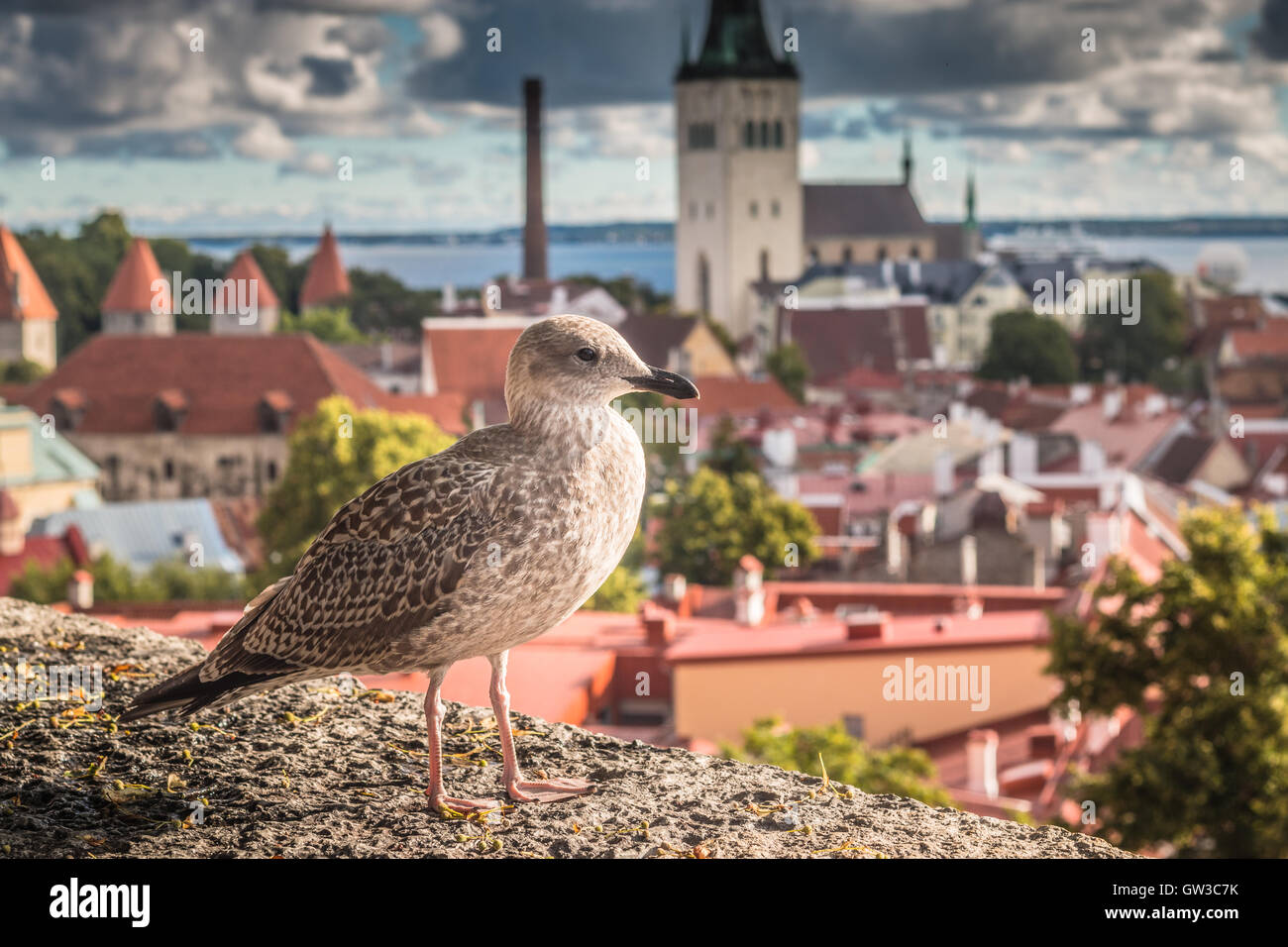 Vogel in Tallinn Estland Stockfoto