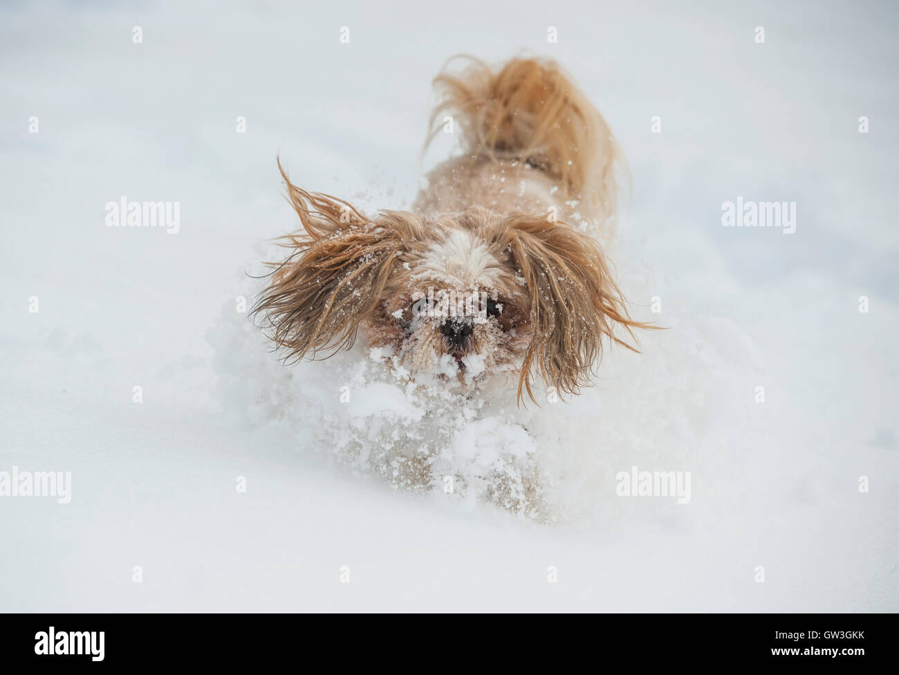 Hund-Shih-Tzu spielen im Schnee Stockfoto
