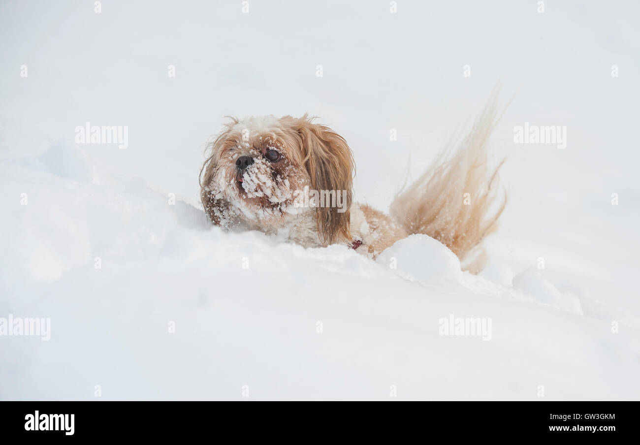Hund-Shih-Tzu spielen im Schnee Stockfoto