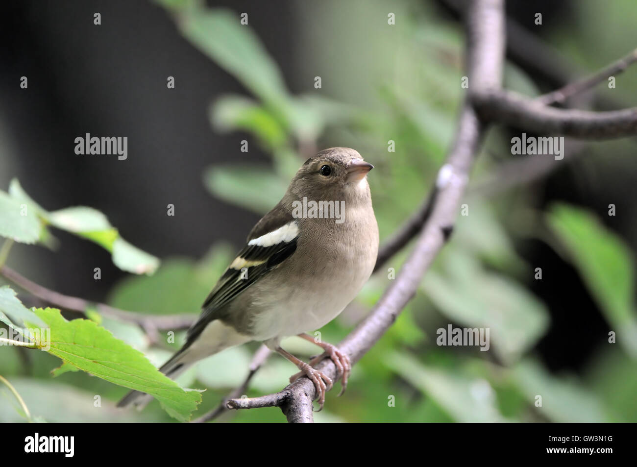 Weibliche gemeinsame Buchfinken (Fringilla Coelebs) im Herbst. Russland, Moskau region Stockfoto