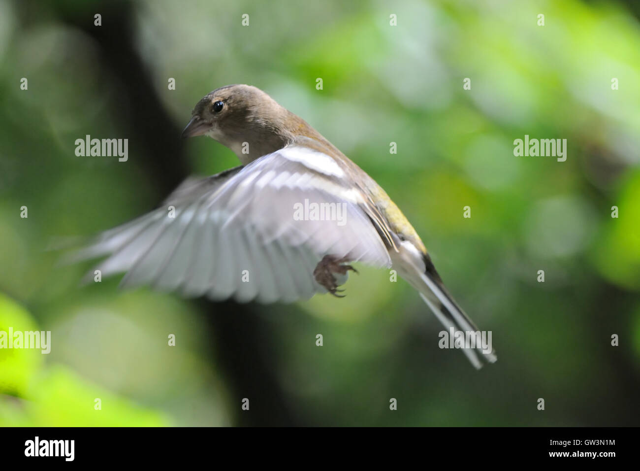 Fliegen weibliche gemeinsame Buchfinken (Fringilla Coelebs) im Herbst. Russland, Moskau region Stockfoto