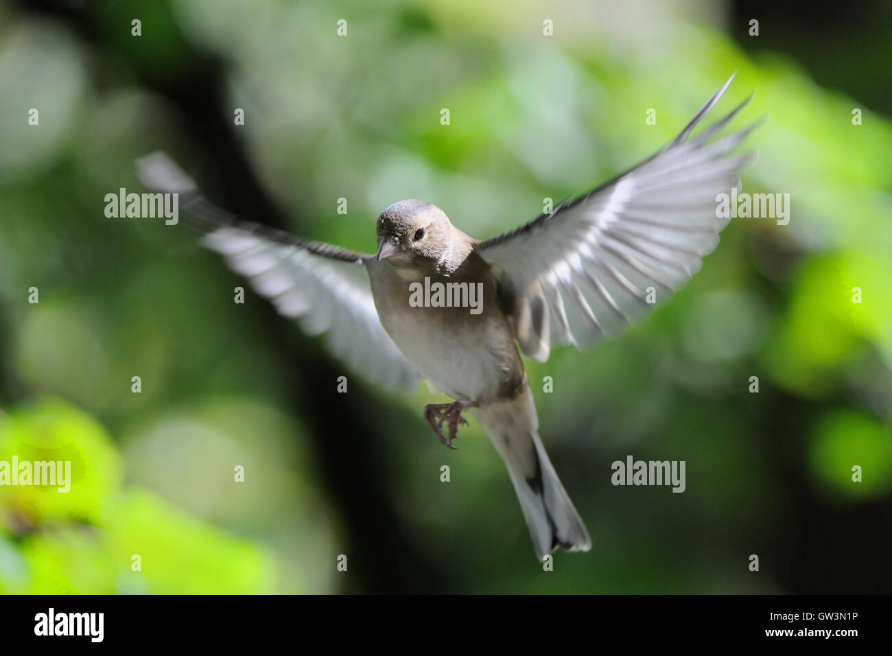 Fliegen weibliche gemeinsame Buchfinken (Fringilla Coelebs) im Herbst. Russland, Moskau region Stockfoto