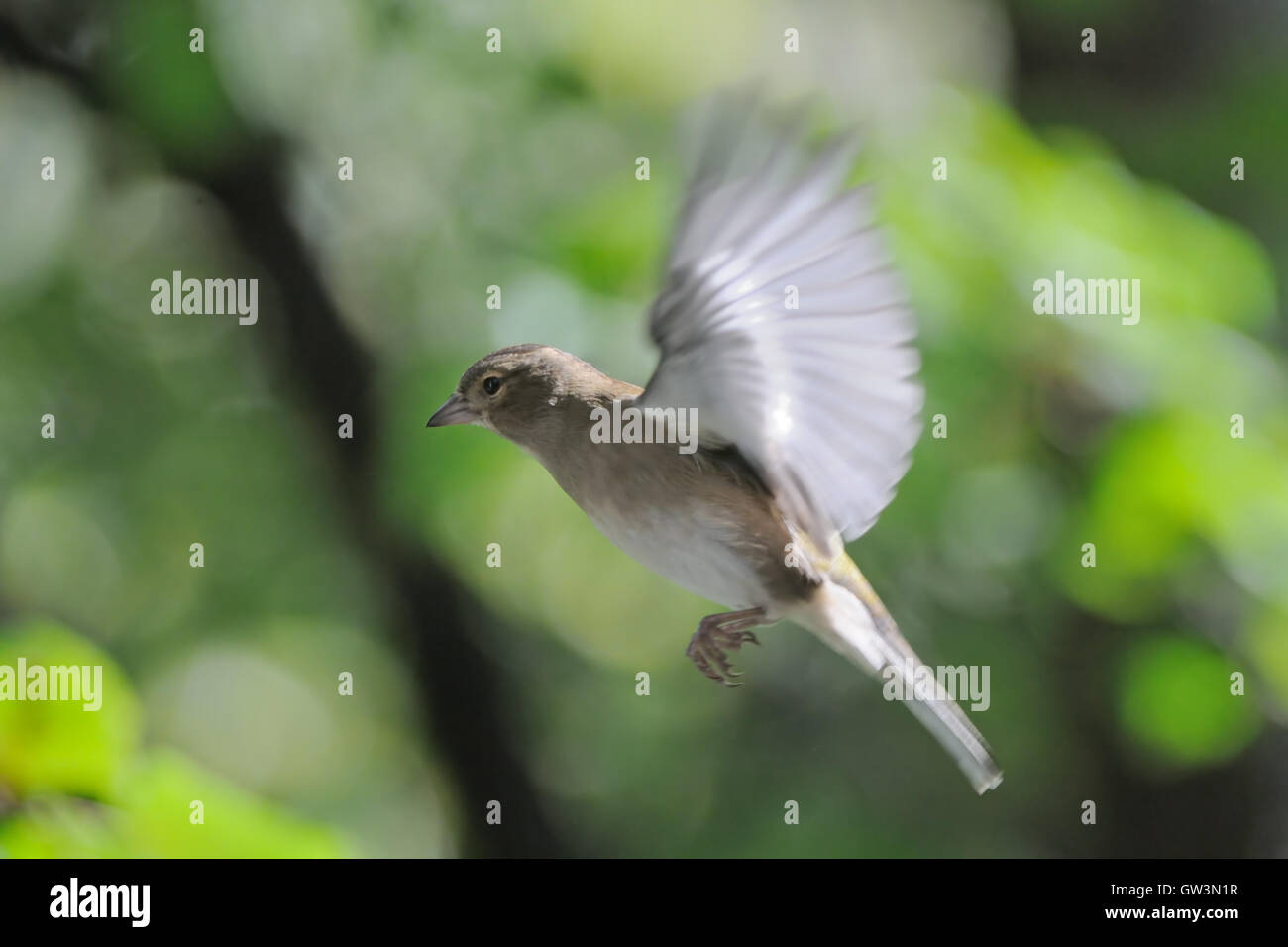 Fliegen weibliche gemeinsame Buchfinken (Fringilla Coelebs) im Herbst. Russland, Moskau region Stockfoto