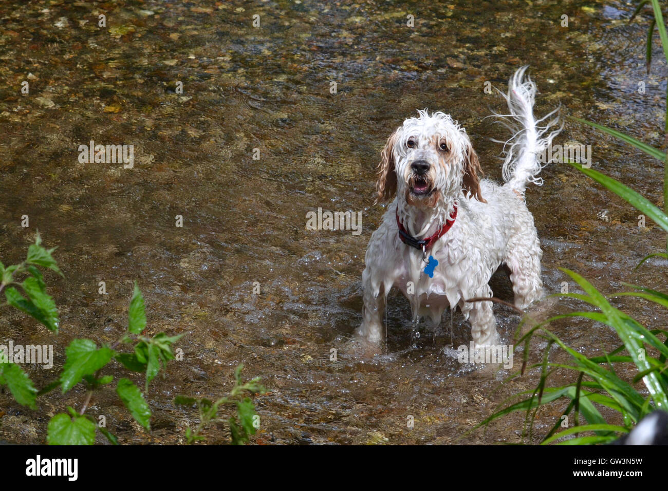 Ein weißer, nasser Cockapoo-Hund, der im Fluss Wandle steht und auf seinen Besitzer wartet, der ihm seinen Ball wirft. Stockfoto