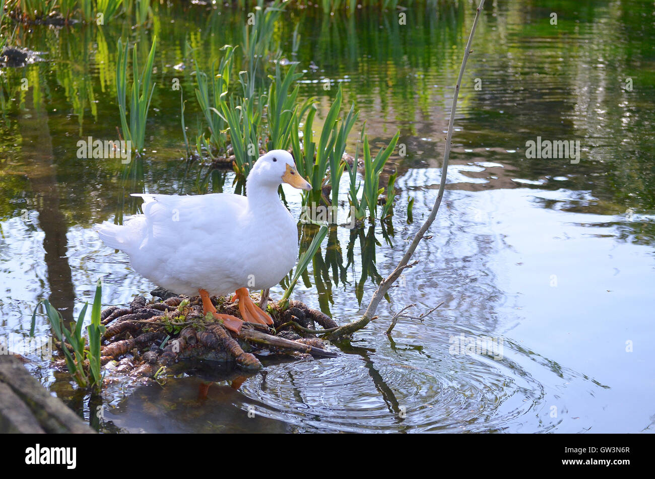 Entenreflexionen im wasser Fotos und Bildmaterial in hoher Auflösung