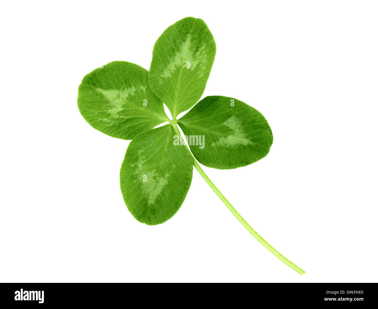 Lucky Clover St. Patrick Day irischen Urlaub Symbol auf weißem isoliert Stockfoto