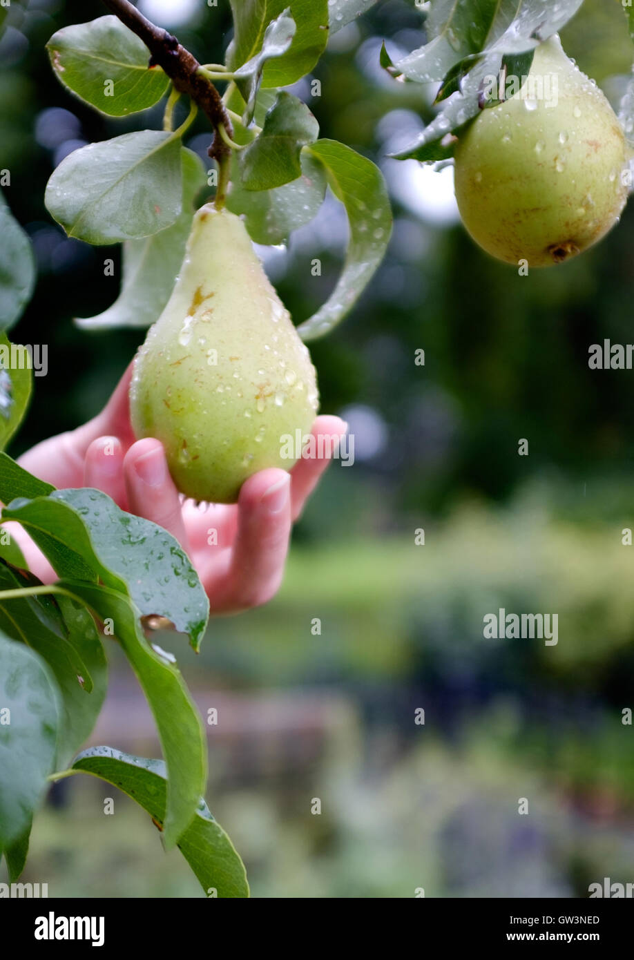 Reife Birnen im Garten Birnbaum Stockfoto