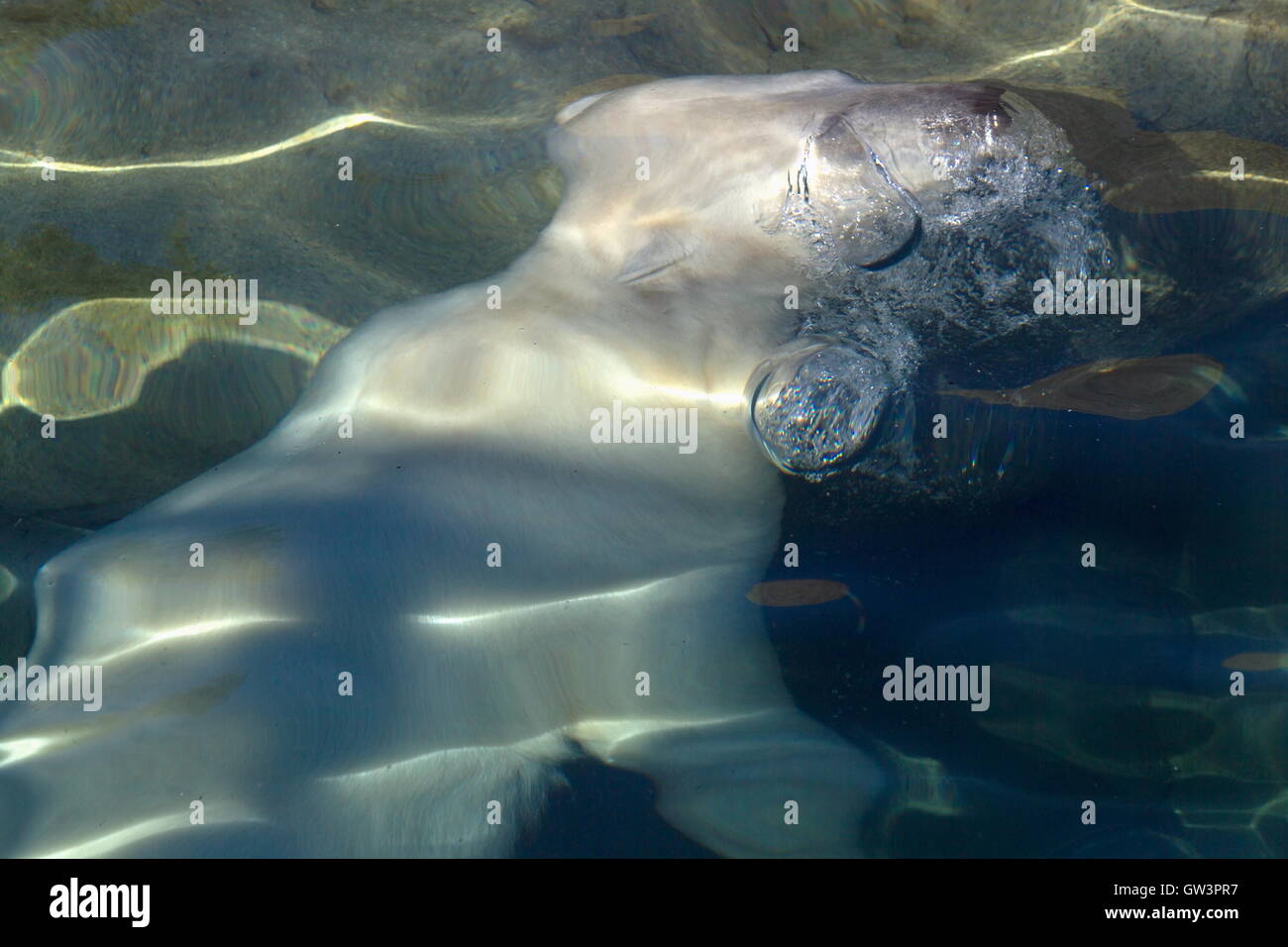 Eisbär schwimmt unter Wasser, Niederlande Stockfoto
