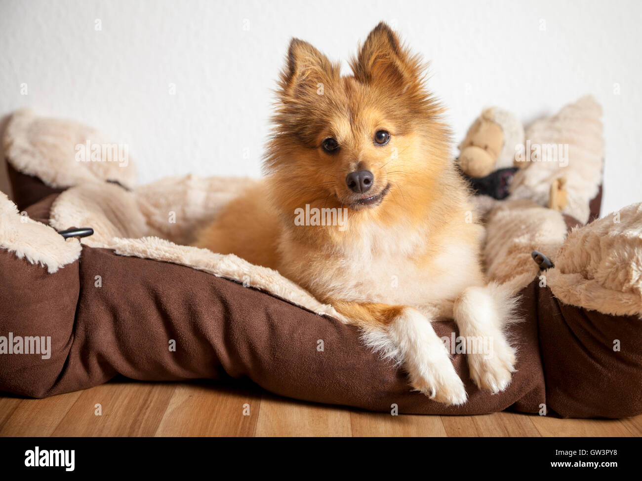 Shetland Sheepdog liegt im Hundekorb Stockfoto
