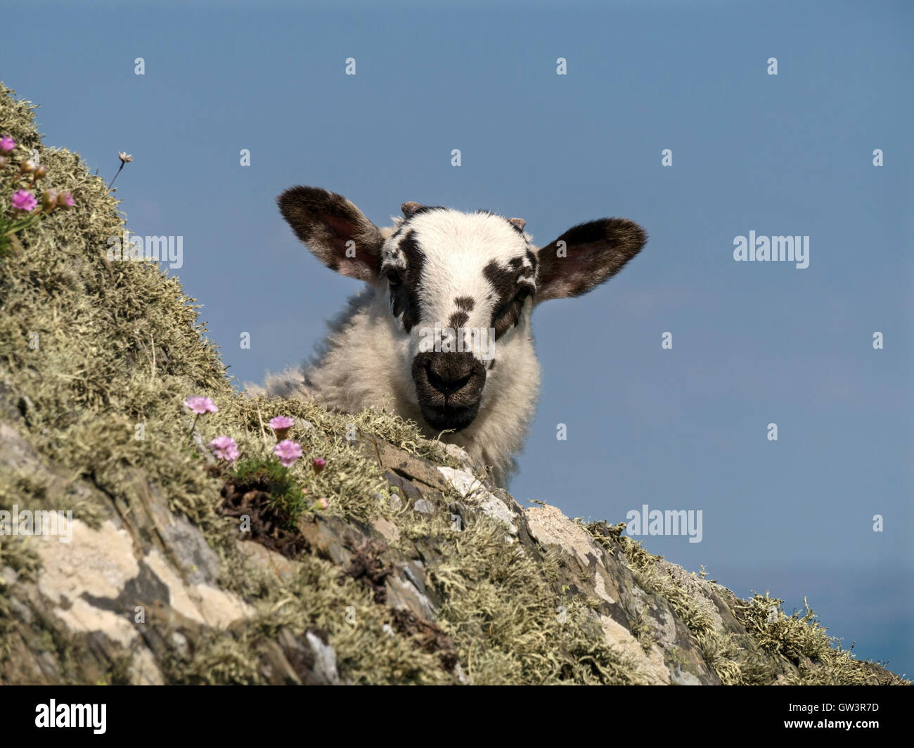 Junges Lamm mit großen Ohren gucken um Felsen, Insel Colonsay, Scotland, UK. Stockfoto