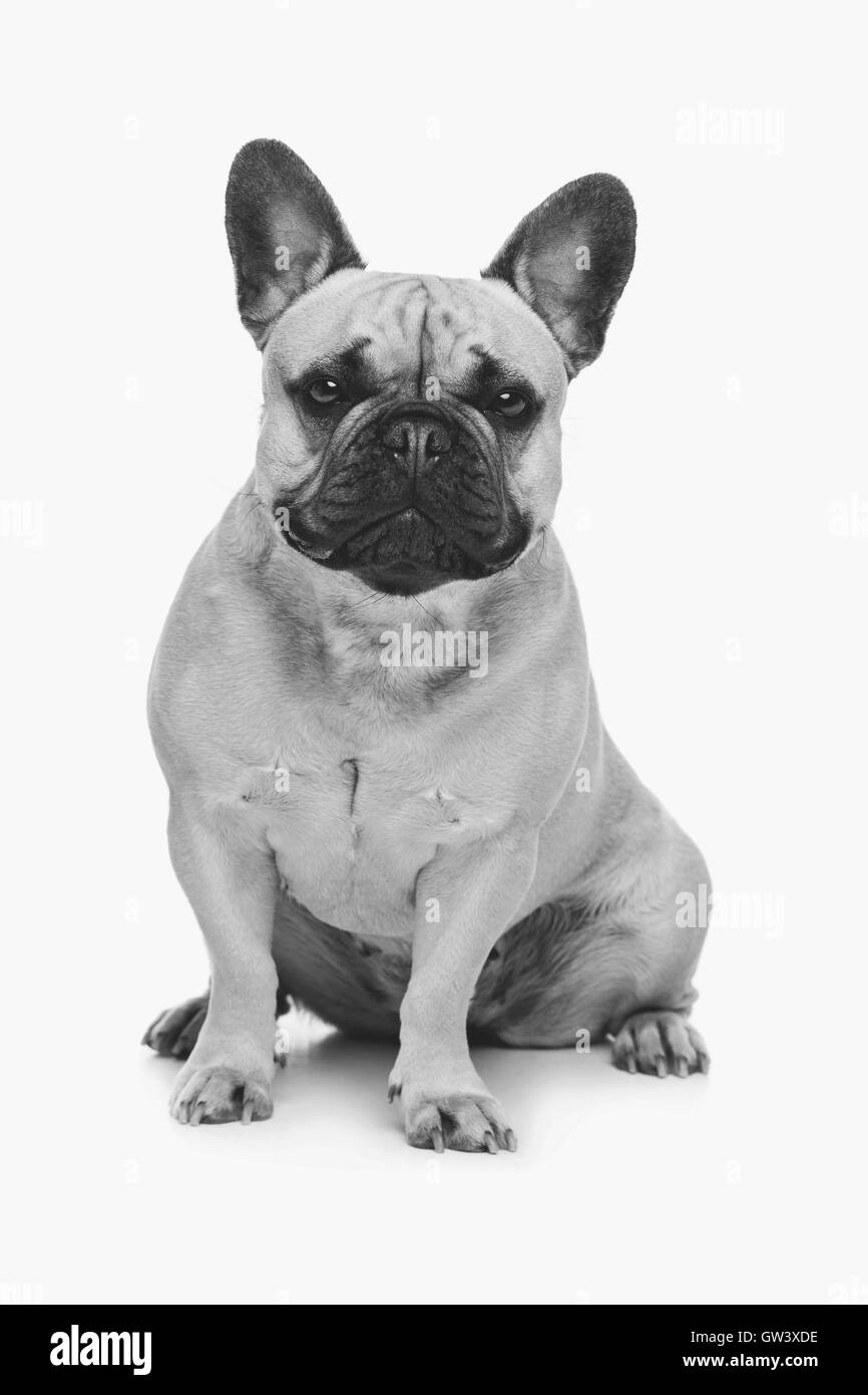 Schöne französische Bulldogge Hund Stockfoto