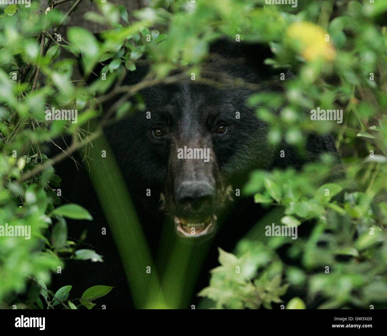 Nahaufnahme eines schwarzen Bären in den Büschen der Alligator River National Wildlife Refuge in East Lake, North Carolina. Stockfoto