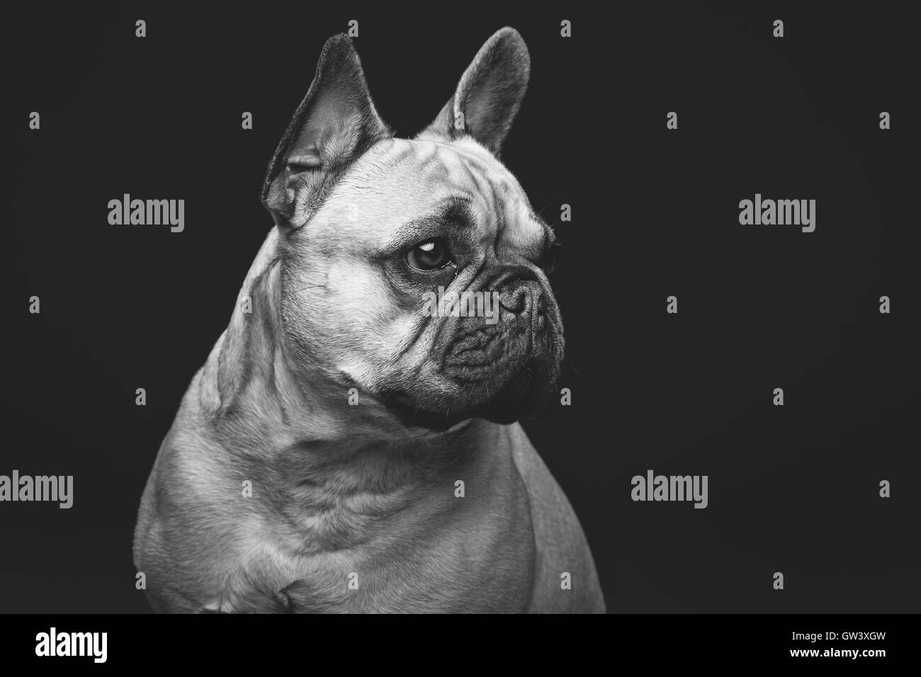 Schöne französische Bulldogge Hund Stockfoto