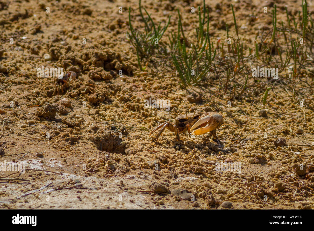 Europäischen Fiedlerkrabbe zu Fuß in Richtung seiner Burrow in das Wattenmeer Salzpfanne, Naturpark Ria Formosa, Algarve, Portugal Stockfoto