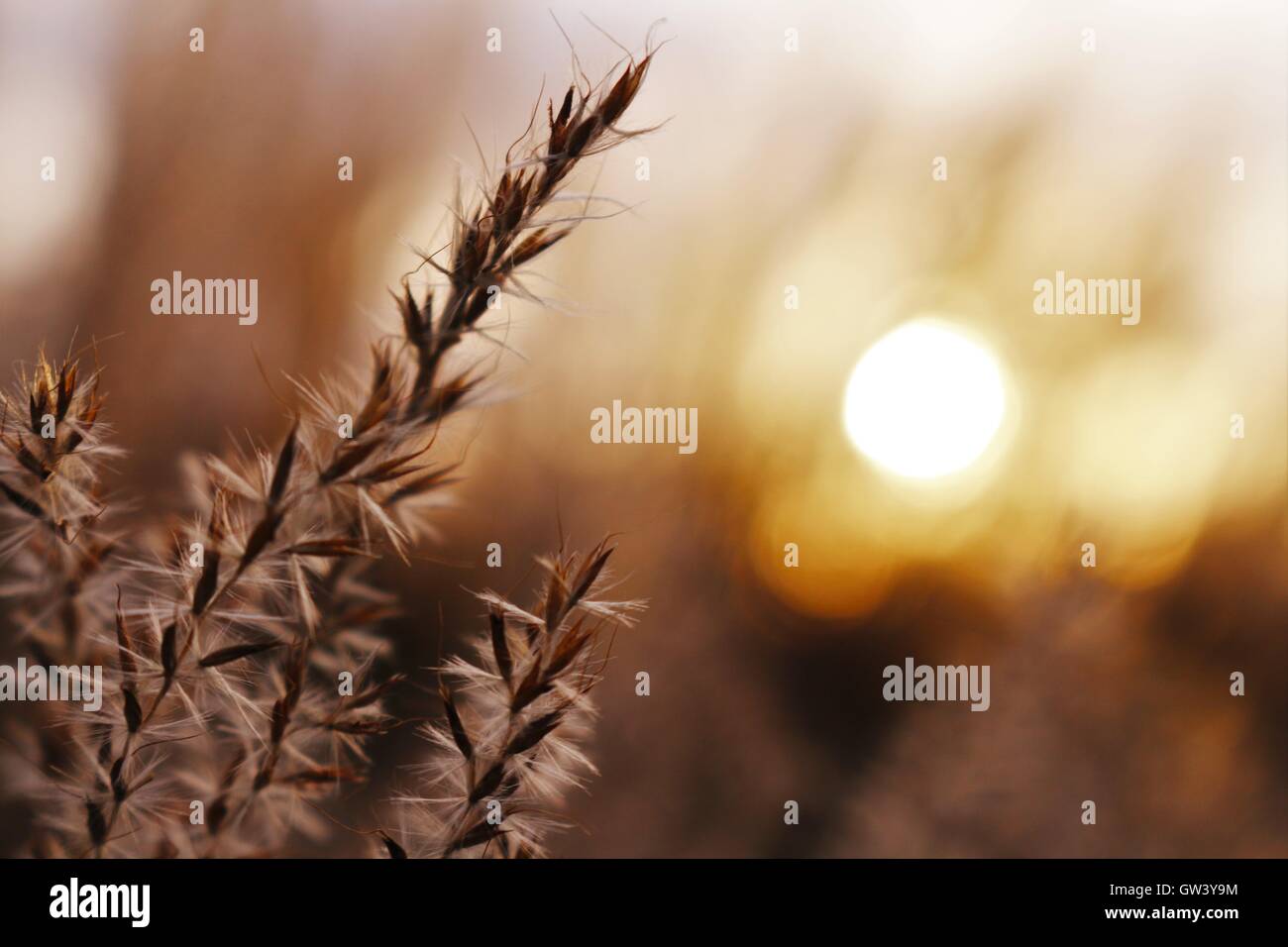 Auckland City, Botanischer Garten, Nordinsel, Neuseeland Stockfoto