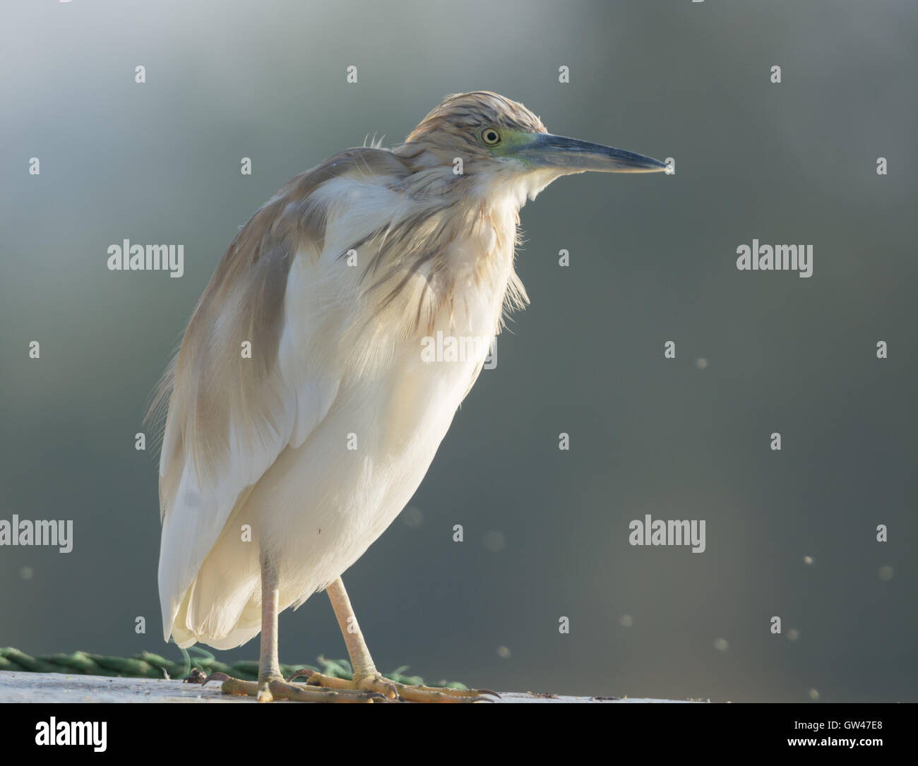 Heron in der Wüste von Ägypten Reiher in der Wüste von Ägypten Stockfoto