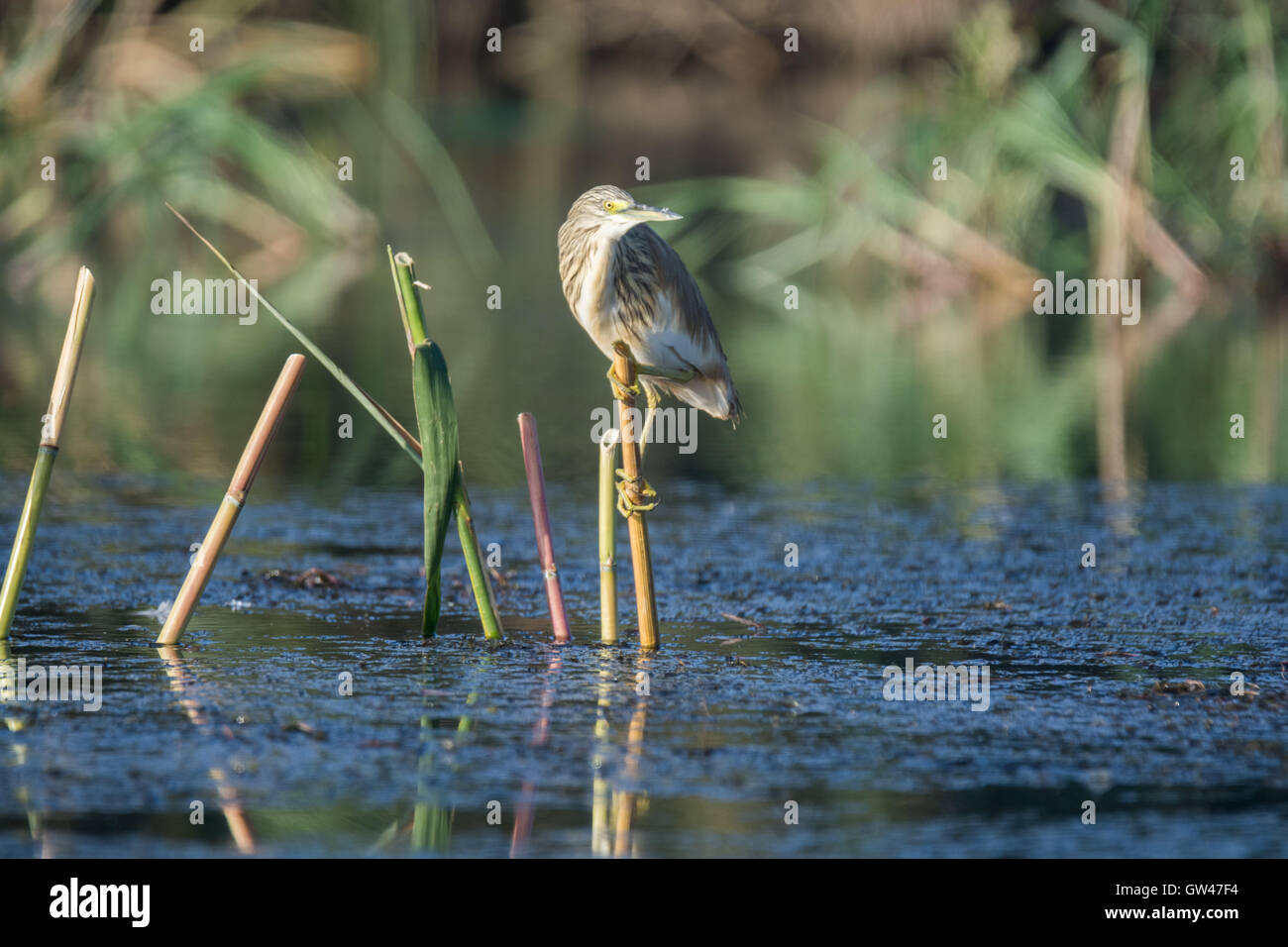 Heron in der Wüste von Ägypten Reiher in der Wüste von Ägypten Stockfoto