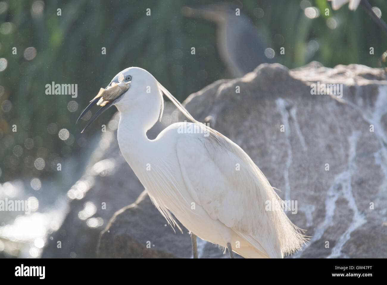 Heron in der Wüste von Ägypten Reiher in der Wüste von Ägypten Stockfoto