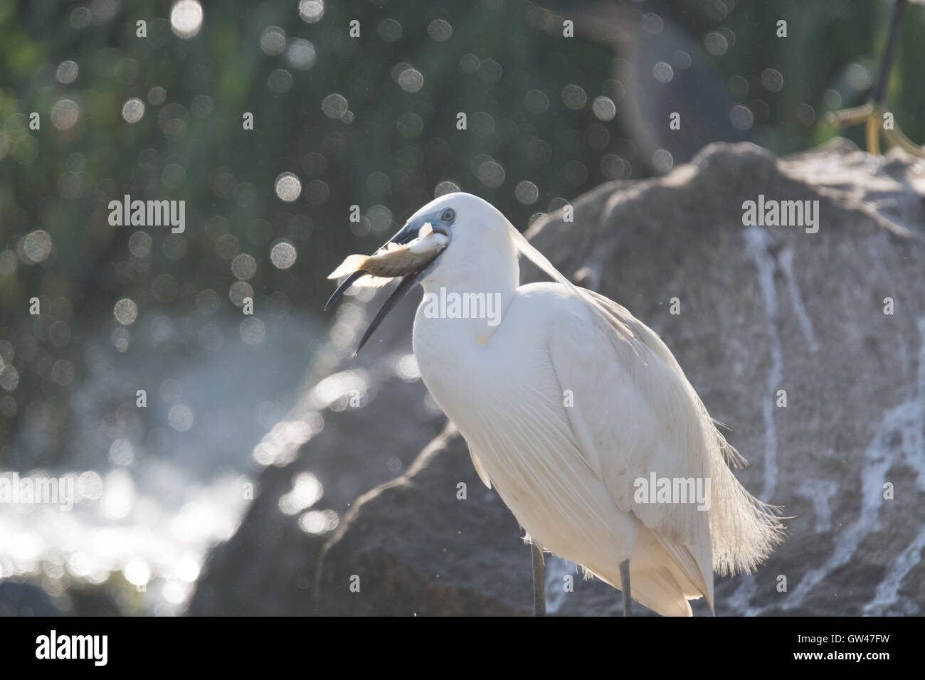 Heron in der Wüste von Ägypten Reiher in der Wüste von Ägypten Stockfoto